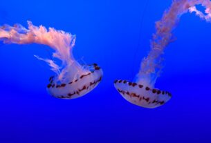 Photo dream interpretation marine animals