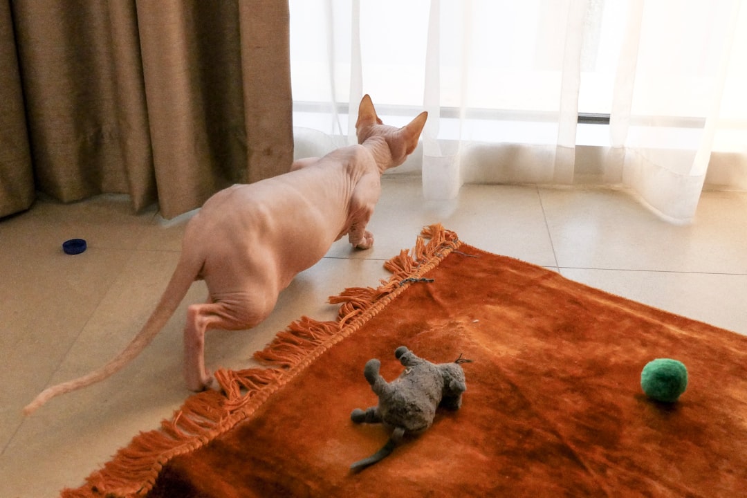 Photo dream interpretation domestic animals