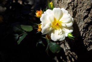 Photo remembering dreams