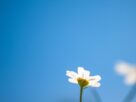Photo simplicity